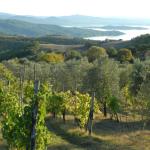 Strada del Vino Colli del Trasimeno