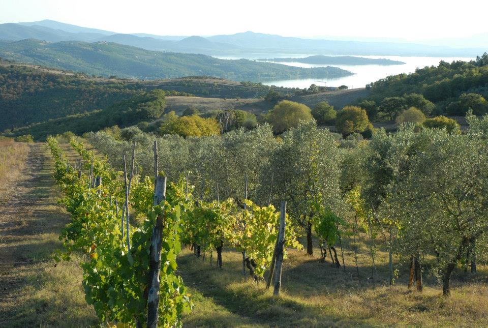 Strada del Vino Colli del Trasimeno