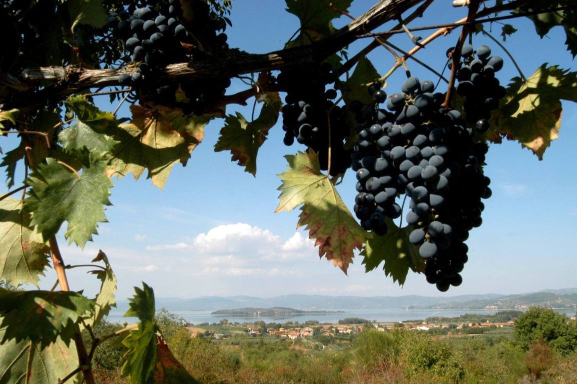Degustazioni guidate vini del Trasimeno strada del vino umbria