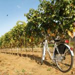 Strada del Vino Colli del Trasimeno