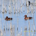 fauna lago trasimeno