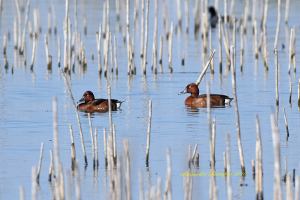 fauna lago trasimeno