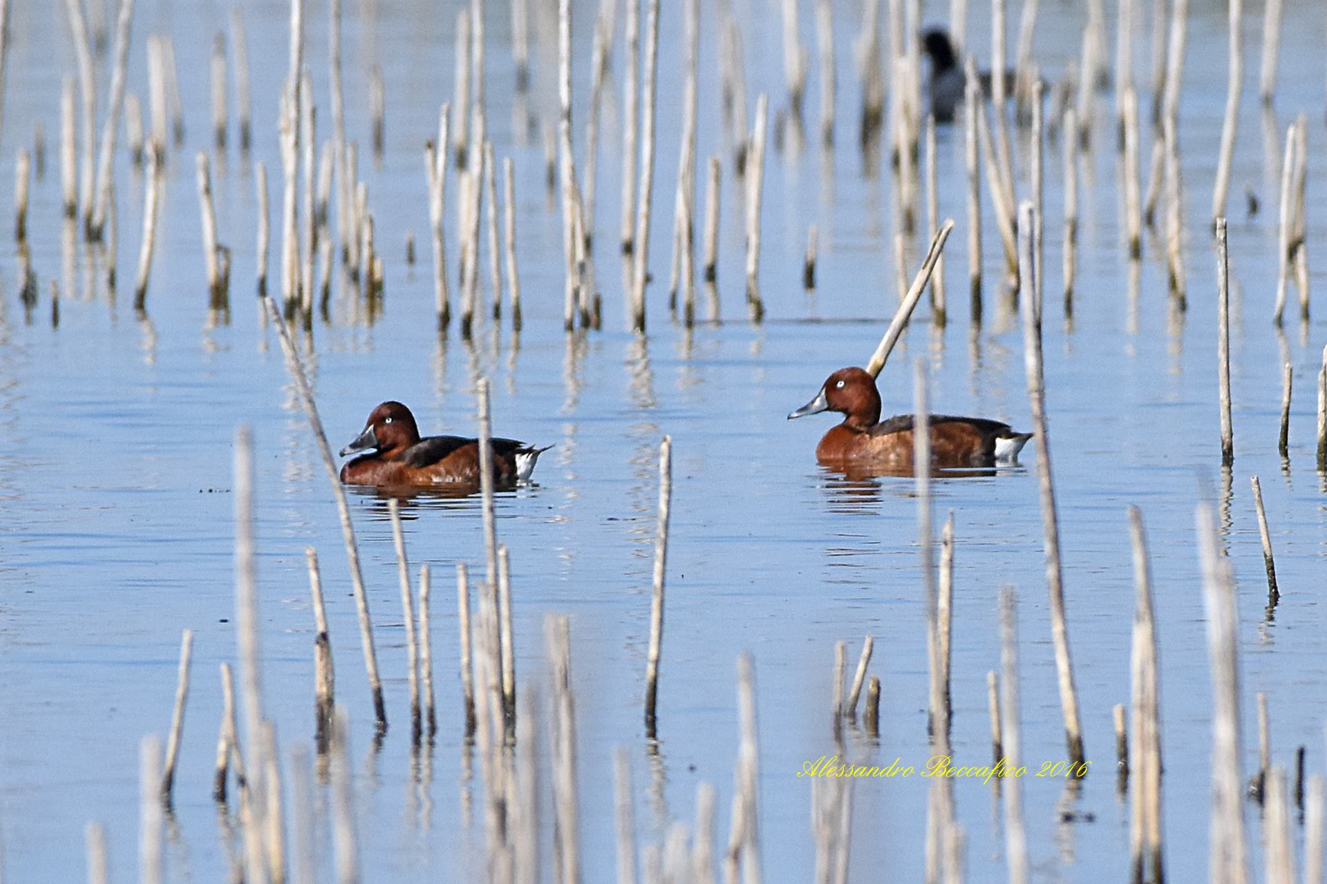 Al Trasimeno avvistato branco di ‘Morette Tabaccate’ specie globalmente minacciata