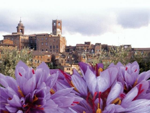 Alla-scoperta-dello-Zafferano