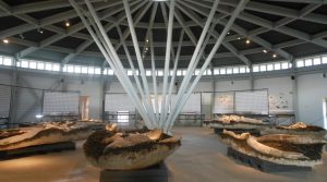 Museo-Paleontologico-Pietrafitta