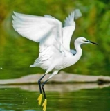 Il Lago Trasimeno è il “paradiso” degli aironi