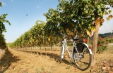 Strada del Vino Colli del Trasimeno, storie di sapori e persone del Trasimeno