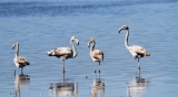 Fenicotteri al lago Trasimeno