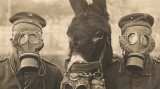 Al Caporali Folco Quilici con “Animali nella Grande Guerra”