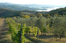 Strada del Vino Colli del Trasimeno