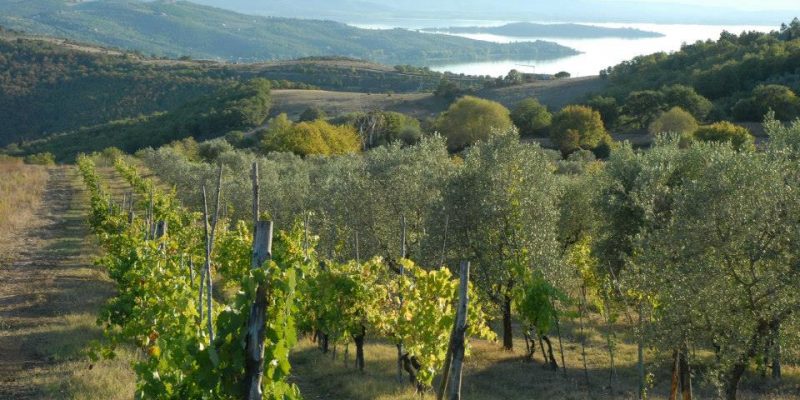 Strada del Vino Colli del Trasimeno